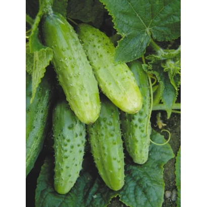 Sorvanets — cucumbers on vine