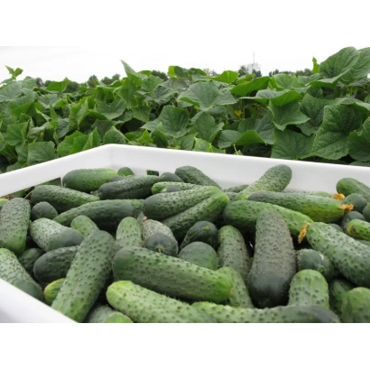 Корзина с огурцами сорта Спарта F1 на фоне грядки