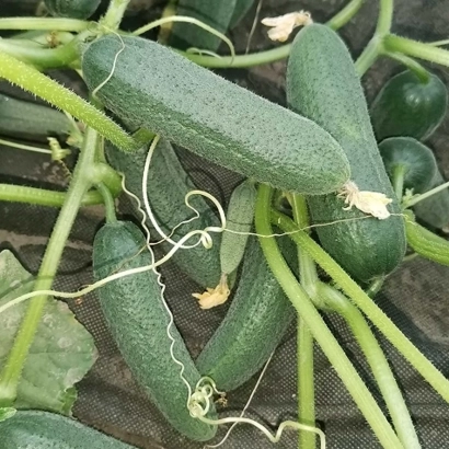 Свежие огурцы сорта Спасский на грядке