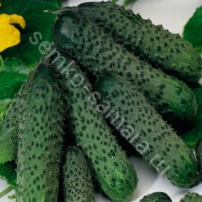 Свіжі огірки сорту Штандарт на фоні листя та квітки - СТАНДАРТ