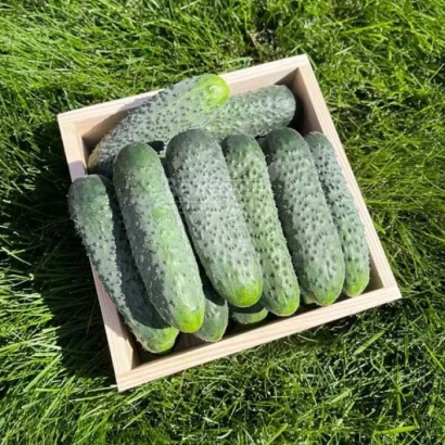 Коробка огурцов сорта Стентор на зелёной траве