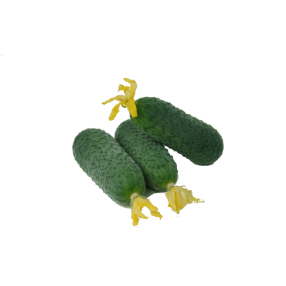 Три огурца с цветками на белом фоне - Стартап