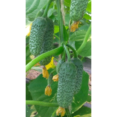 Степ | Step — огурцы на растении