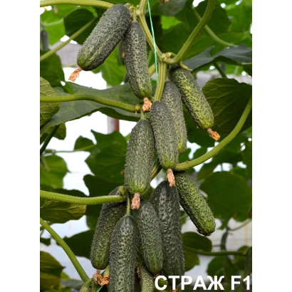 Огурец Страж F1 на растении