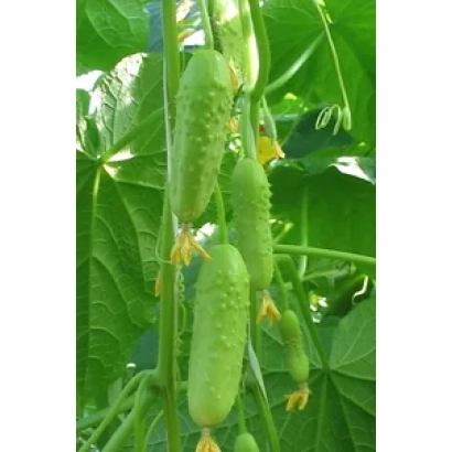 Зеленые огурцы на растении - Стрелка F1