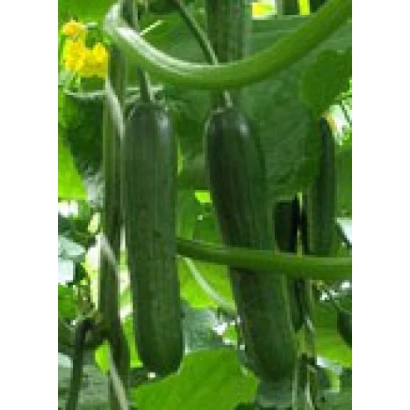 Fresh cucumbers on vines with yellow flowers - STREMA