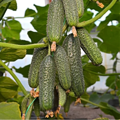 Ripe STRIJ cucumbers on the vine