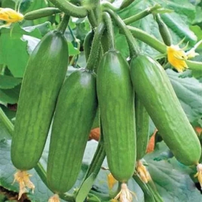 Fresh cucumbers on a vine - Super baby