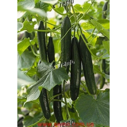 Огірки сорту СУПЕРСТАР F1 на рослині