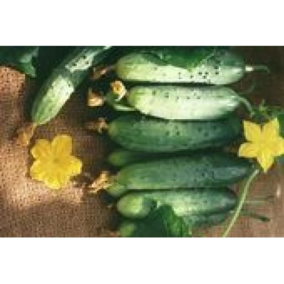 Свежие огурцы сорта СУВЕНИР F1 с цветками на фоне мешковины