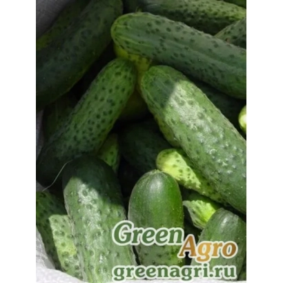Свежие огурцы сорта СВ 3817 ЦВ от Green Agro