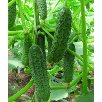 Сорт огурца СВ 4097 ЦВ на грядке