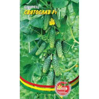 Насіння огірка СВЯТОСЛАВ F1 на фоні листя та плодів