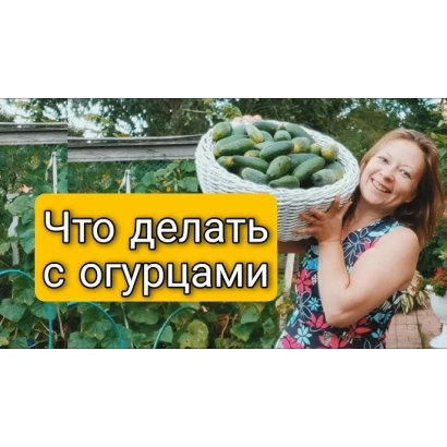 Woman holding basket of cucumbers in front of fence, text 'What to do with cucumbers' - Svetlana