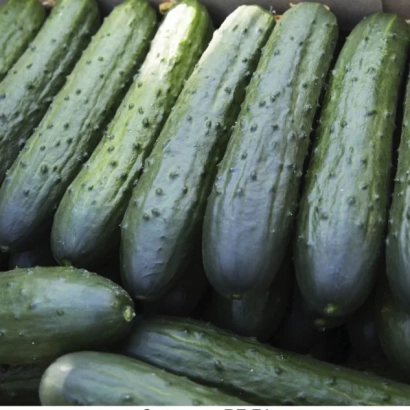 Свежие огурцы сорта СВЕТОЗАР
