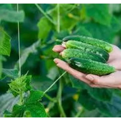 Рука держит свежие огурцы на фоне грядки - Свежесть