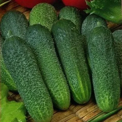 Fresh cucumbers of variety SONOK | СЫНОК | СИНКУ on woven stand