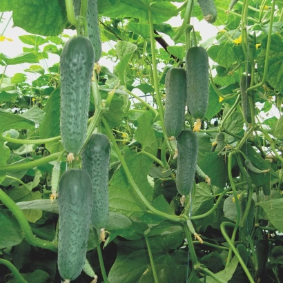 Огурцы сорта ТАЙГЕРС растут на лозе среди зелени.