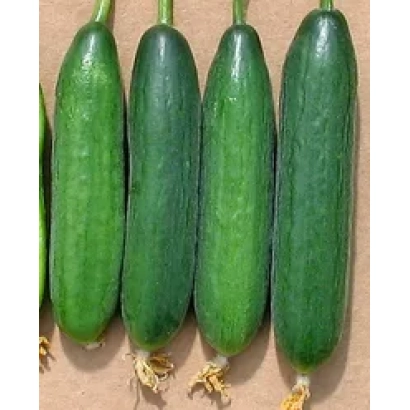 Пять зеленых огурцов сорта Тамерлан F1 на светлом фоне