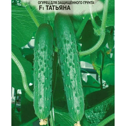 Cucumber seeds variety Tatyana on leaf background - TANEChKA
