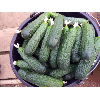 Корзина с огурцами сорта ТАНГАР