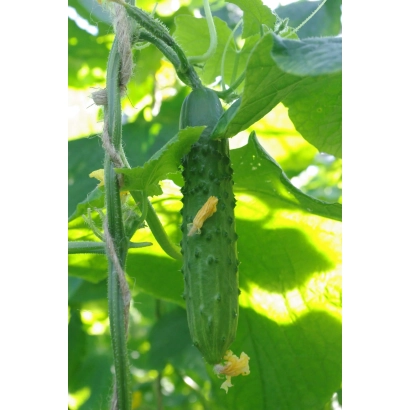 Огірок на стеблі з листям - Тарзан