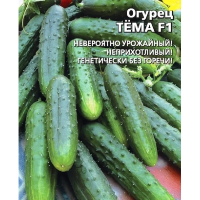 Огурец Тёма F1 на фоне огурцов
