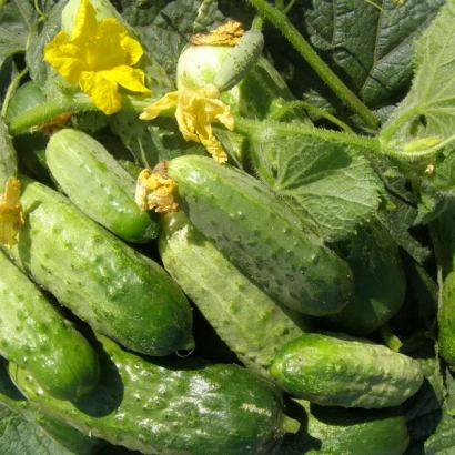Огурцы на кусте с желтыми цветами - Триумф нижинский