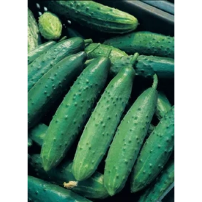 Свежие огурцы сорта ТСХА-2693 F1