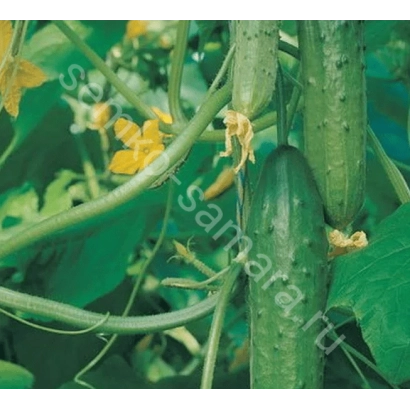 Огурцы на лозе с желтыми цветами - ТСХА 28