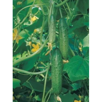 Свежие огурцы на лозе с желтыми цветами - ТСХА-28 F1
