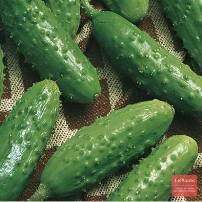 Fresh cucumbers of variety TSXA 4048 on fabric background
