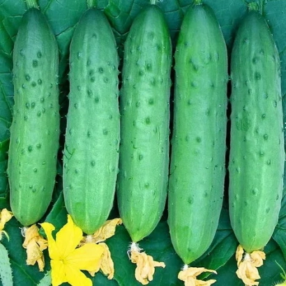 Огурцы сорта ТСХА 442 на фоне листьев и цветка