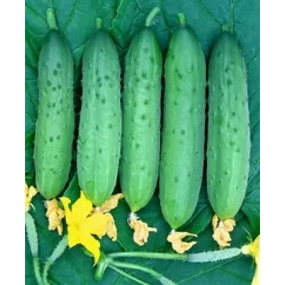 Свежие огурцы сорта ТСХА-442 F1 на фоне листьев и цветов
