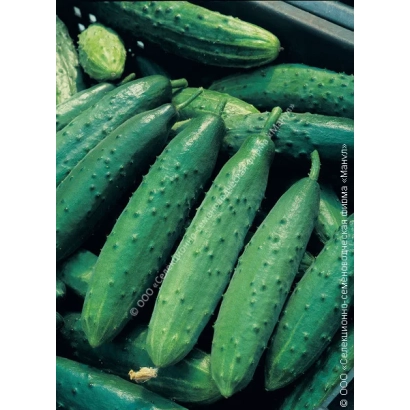 Свежие огурцы сорта ТСХА 575