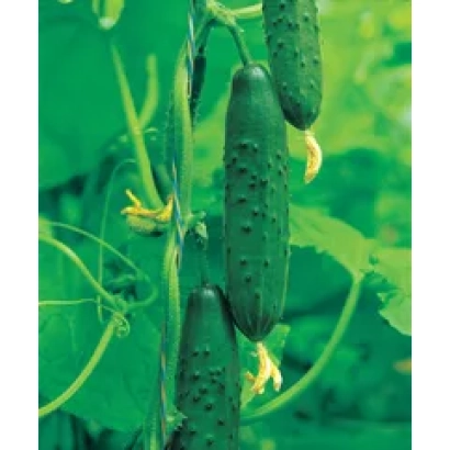 Огірки ТСХА-575 F1 на рослині