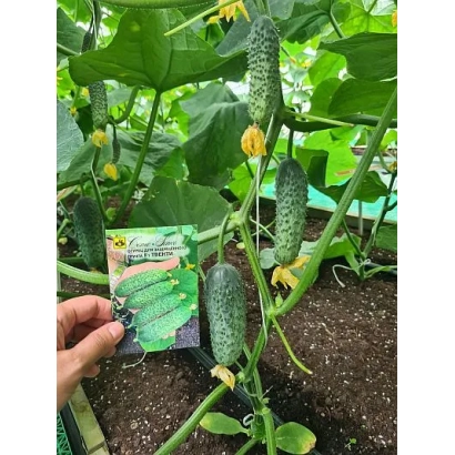 Пакет семян огурца ТВЕНТИ на фоне растения