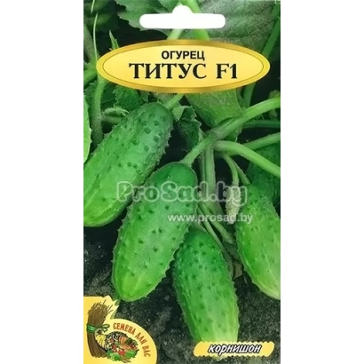 Семена огурца Титус F1 на фоне зеленых плодов