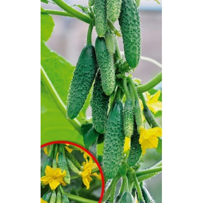 Свежие огурцы на растении с желтыми цветами - Улыбка