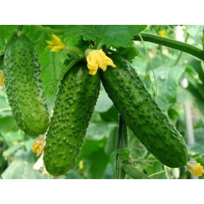 Огурцы на растении с желтыми цветами - В 5016