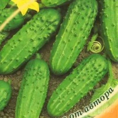 Семена огурца Валдай на упаковке с изображением плодов и цветка.