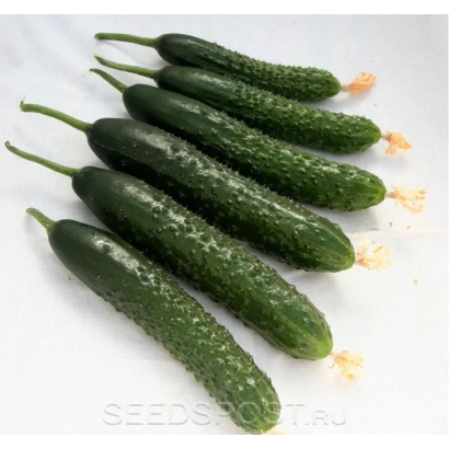 Свіжі огірки на білому фоні - Валенс