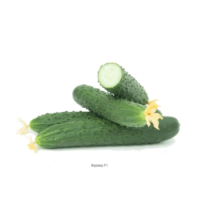 Свежие огурцы на белом фоне - Варвар