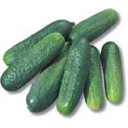 Свежие огурцы сорта Вязниковский 37