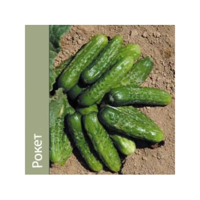 Свежие огурцы сорта Рокет на земле - Веласко F1
