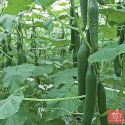 Ventura F1 cucumbers on the plant