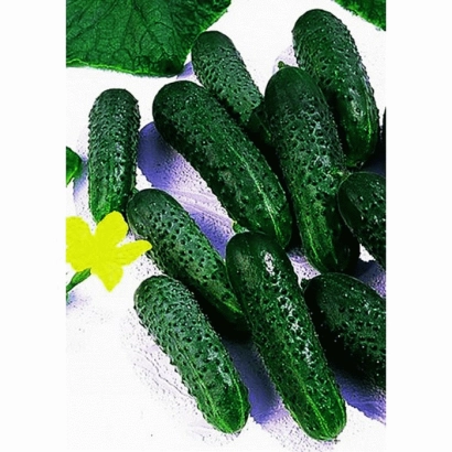 Свежие огурцы на белом фоне с зелёным листом и жёлтым цветком. - ВЕРА