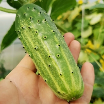 Свіжий огірок з характерними горбками, тримається в руці на фоні листя. - Вершок
