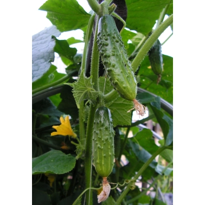 Свежие огурцы на лозе с желтым цветком - Весточка