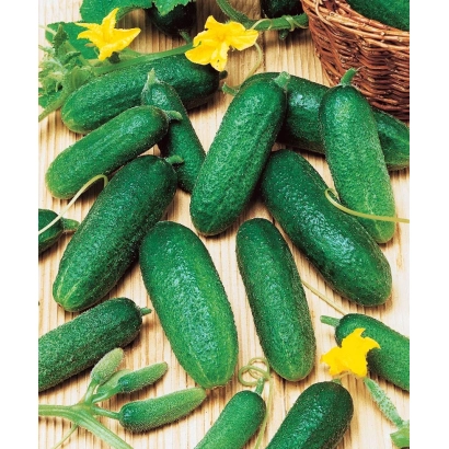 Свежие огурцы на фоне с желтыми цветами - ВИГОРА